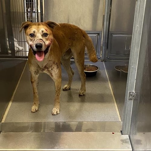 *SOOKIE - Pit Bull Terrier available for adoption