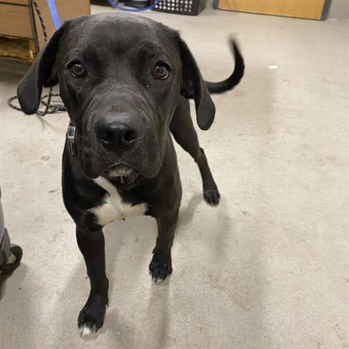 *CARLY - Labrador Retriever available for adoption