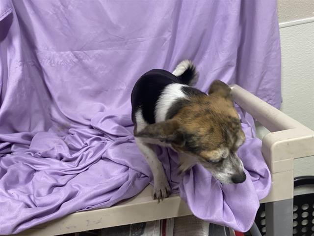 A606908 - Chihuahua available for adoption