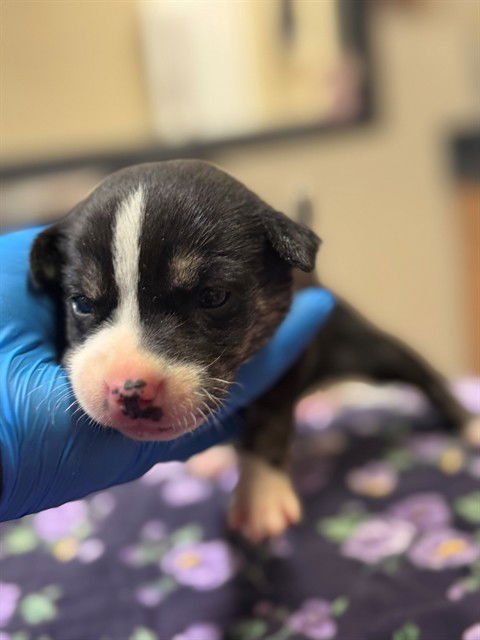 *TATUM - American Pit Bull Terrier / German Shepherd Dog available for adoption