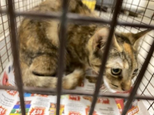 ARIEL - Domestic Short Hair available for adoption