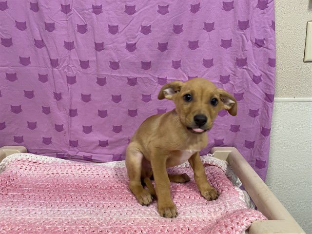 *COLT - Staffordshire Bull Terrier available for adoption