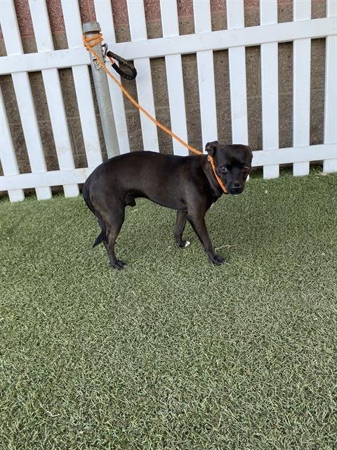 *POCKET - Chihuahua available for adoption