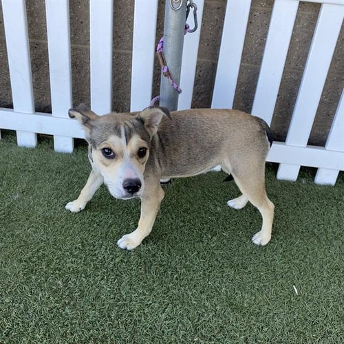*MACY RAE - Siberian Husky / Staffordshire Bull Terrier available for adoption