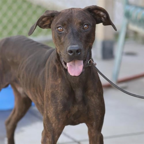 *HUNTER - Plott Hound available for adoption