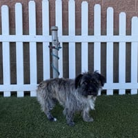 HARLEY - Photo 1