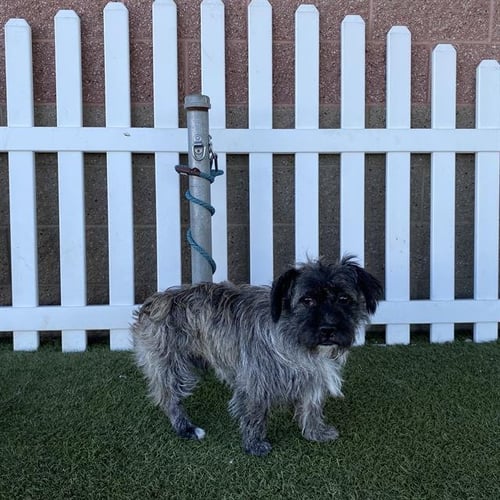HARLEY - Miniature Schnauzer / French Bulldog available for adoption