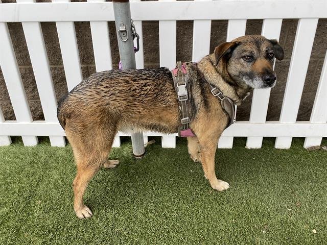 *MAGNOLIA - German Shepherd Dog / Pit Bull Terrier available for adoption