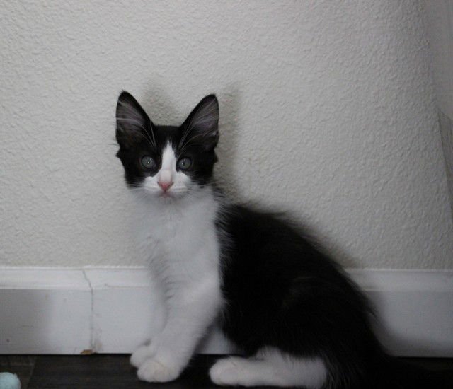 A604526 - Domestic Long Hair available for adoption