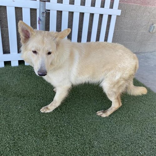 A614307 - Siberian Husky / Collie available for adoption