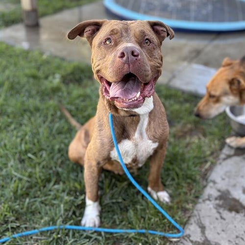 CLEO - Pit Bull Terrier available for adoption