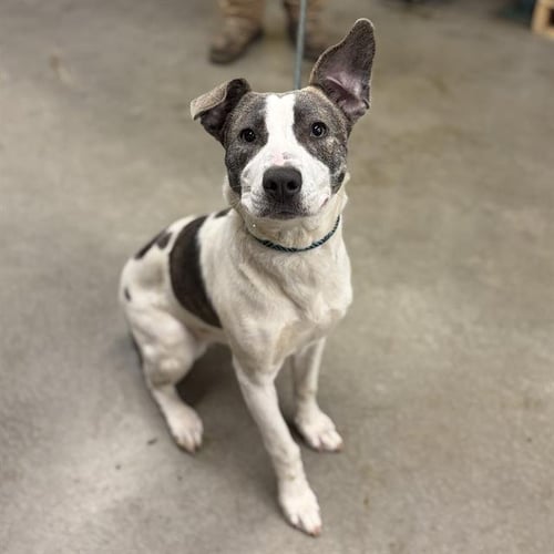 TANSY - Pit Bull Terrier available for adoption