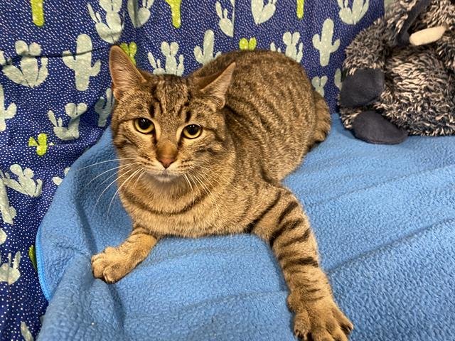 *TOBY - Domestic Short Hair available for adoption