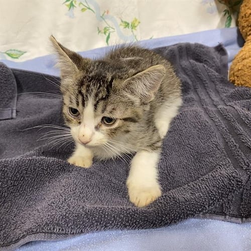 A611117 - Domestic Short Hair for adoption in Modesto