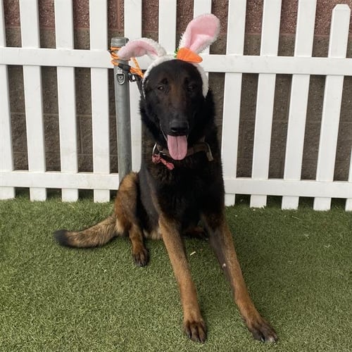 *STERLING - Belgian Shepherd Malinois / German Shepherd Dog available for adoption