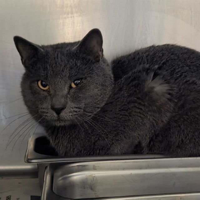 GHOST - Domestic Short Hair available for adoption