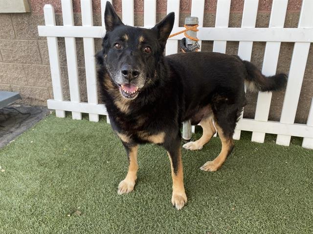 ZEUS - German Shepherd Dog available for adoption