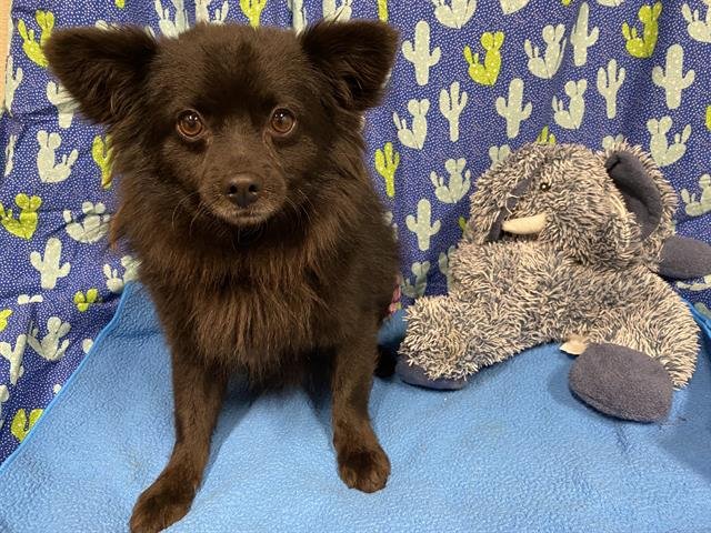 A607419 - Pomeranian available for adoption
