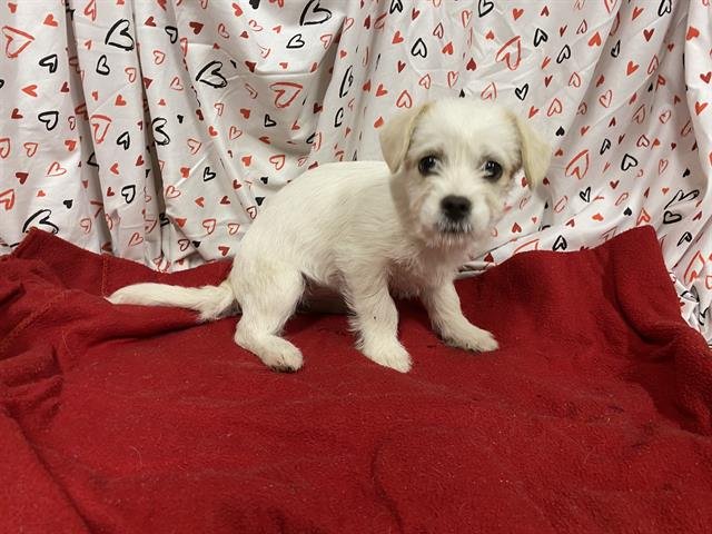 A607055 - Parson Russell Terrier available for adoption