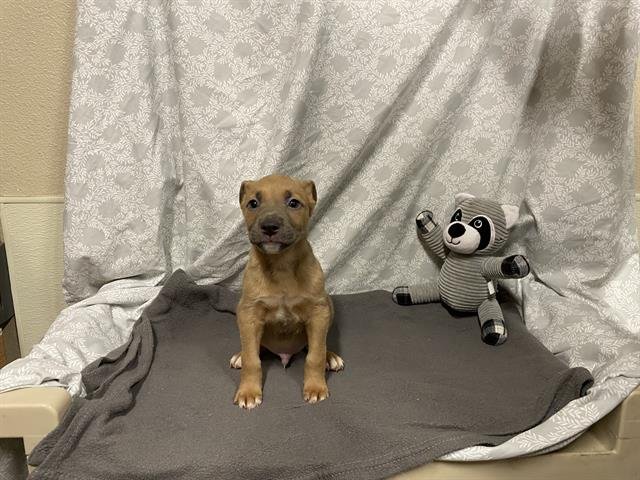 *MARTIN - American Pit Bull Terrier available for adoption