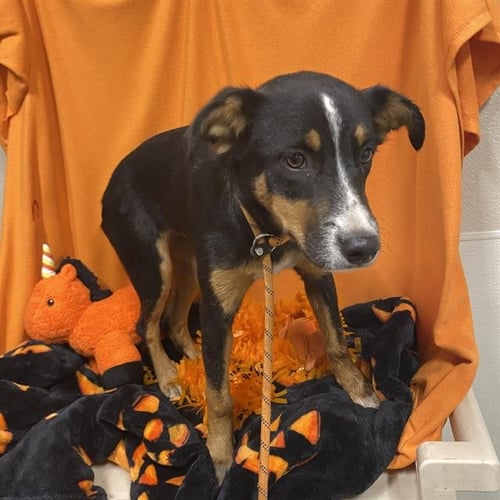 *CASEY - German Shepherd Dog available for adoption