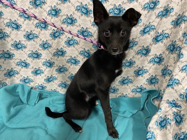 *BEETLE - Chihuahua available for adoption