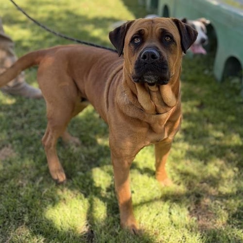 *BESSIE - Bullmastiff available for adoption
