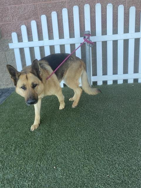 MARVEL - German Shepherd Dog available for adoption
