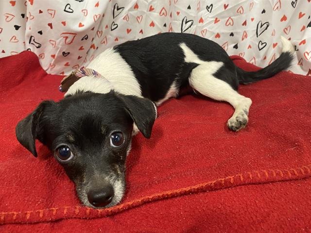 A606917 - Chihuahua available for adoption
