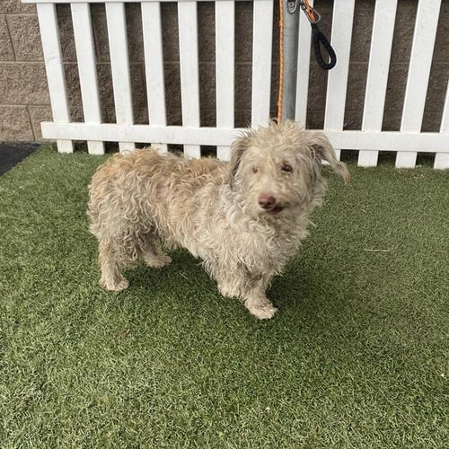*BOOP - Maltese available for adoption
