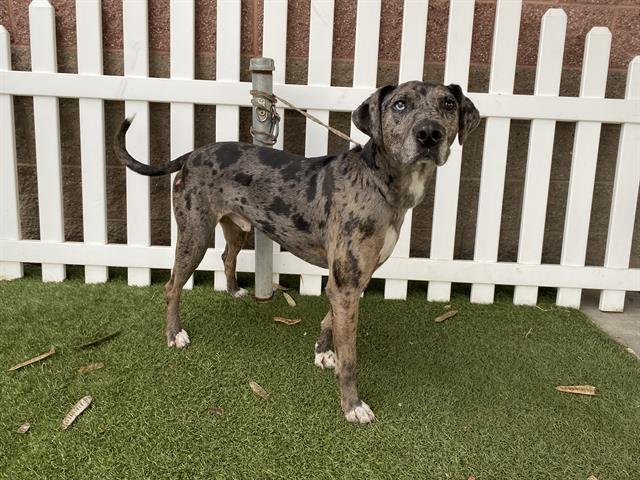 RANGER - Catahoula Leopard Dog available for adoption