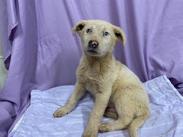 A606885 - Great Pyrenees / Anatolian Shepherd available for adoption