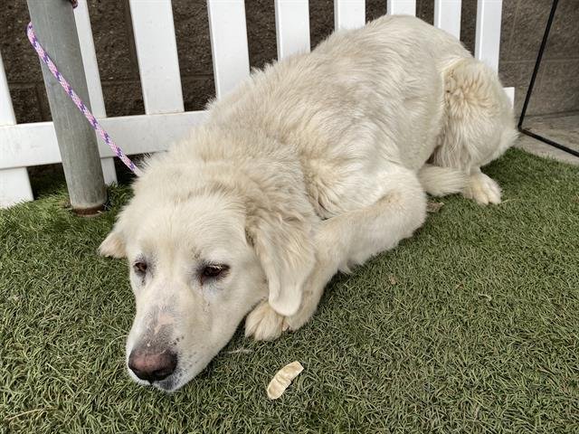 *SALLY - Great Pyrenees available for adoption