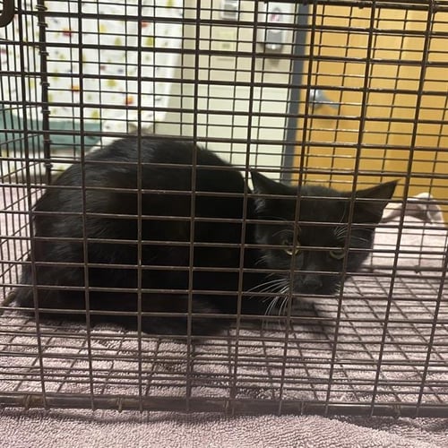 A614404 - Domestic Short Hair available for adoption