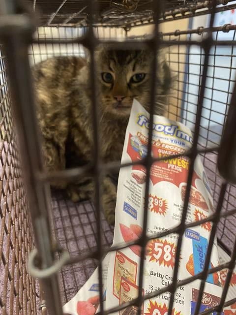 A608188 - Domestic Medium Hair available for adoption