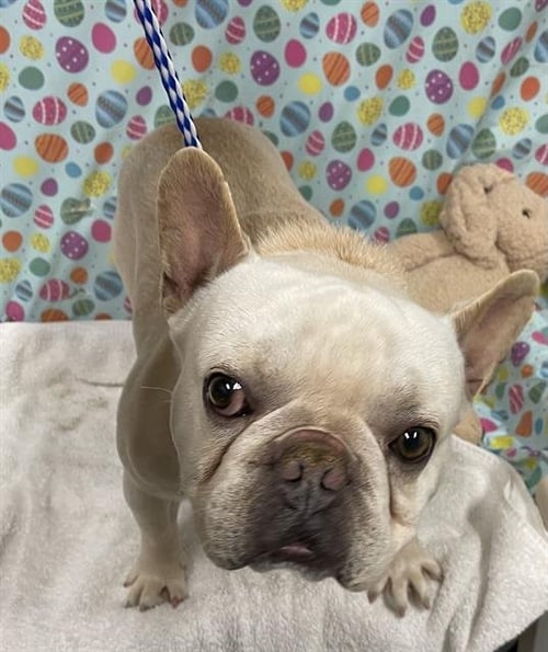 A608613 - French Bulldog available for adoption