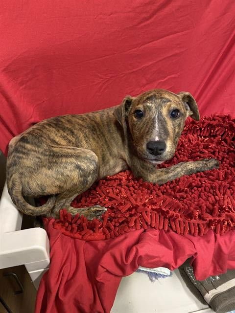 *TIGERLILY - Bull Terrier available for adoption