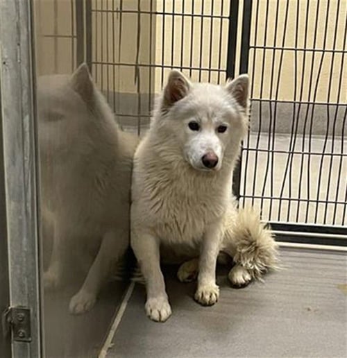 *RABBIT - Siberian Husky available for adoption