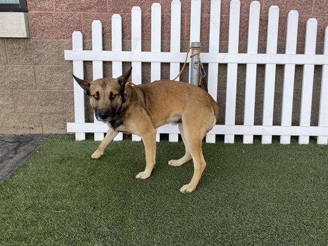 A606872 - German Shepherd Dog available for adoption