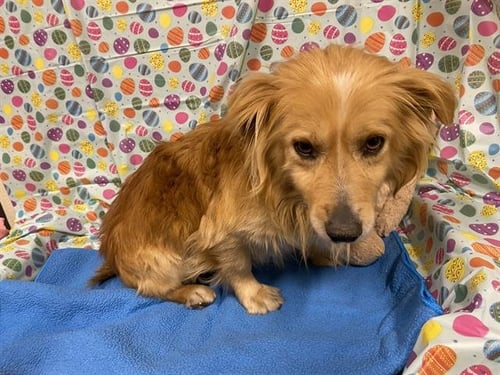 A608290 - Cardigan Welsh Corgi available for adoption