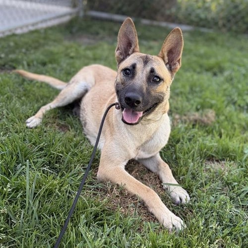 *BLAZE - German Shepherd Dog for adoption in Modesto