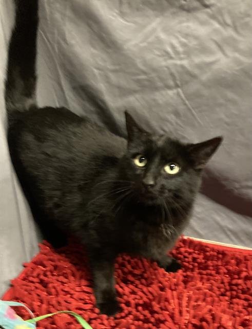 A606801 - Domestic Short Hair available for adoption