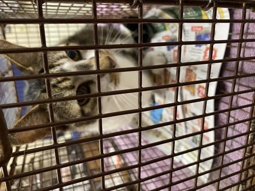 A609507 - Domestic Short Hair for adoption in Modesto