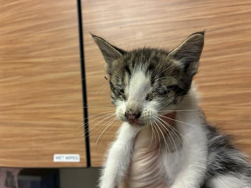 A612760 - Domestic Short Hair for adoption in Modesto