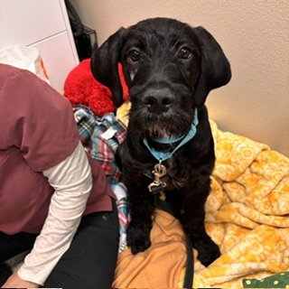 A608570 - Irish Wolfhound available for adoption