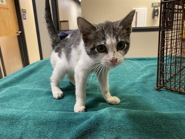 *BONNIE - Domestic Short Hair available for adoption