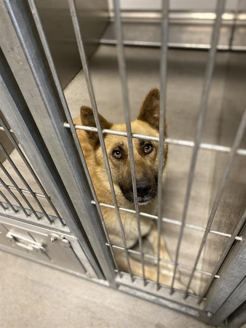 *MAGGIE - German Shepherd Dog available for adoption