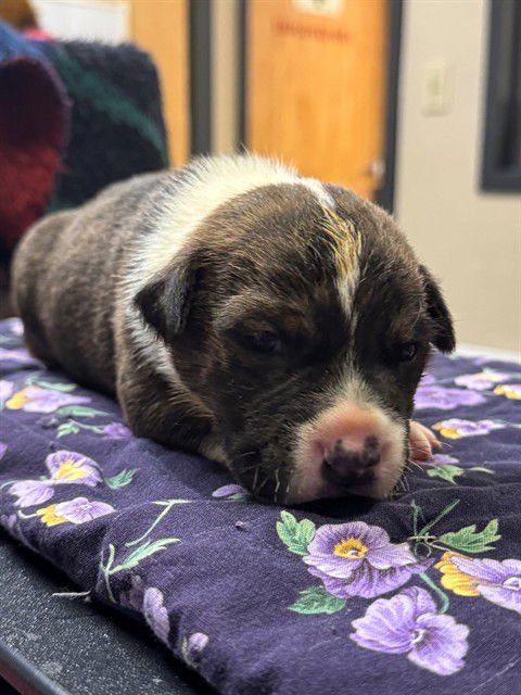 *BROOKS - American Pit Bull Terrier / German Shepherd Dog available for adoption