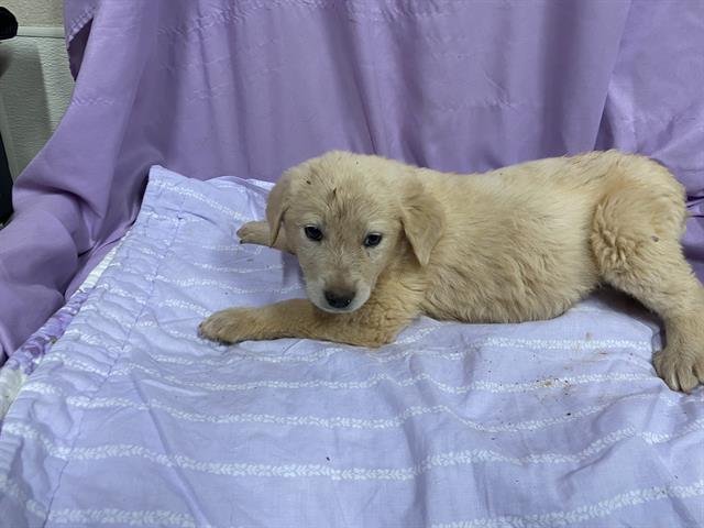 A606888 - Great Pyrenees / Anatolian Shepherd available for adoption