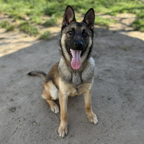 *DOLLY - German Shepherd Dog for adoption in Modesto